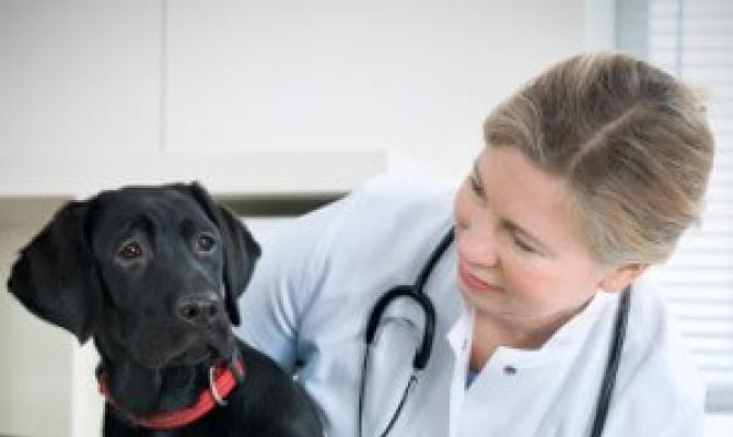 Пиометра у собак – симптомы, лечение и профилактика